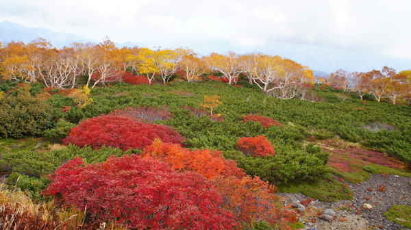 ナナカマドの紅葉