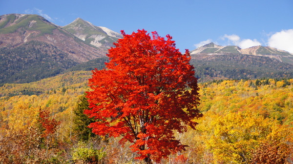 オオカエデの紅葉